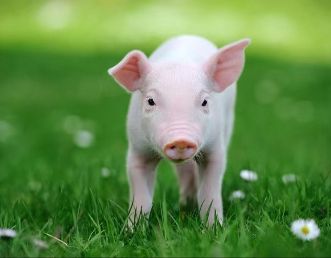 仔猪生后哆嗦是什么病造成的？如何治疗？