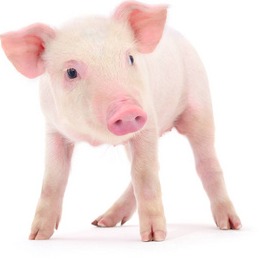 火力全开！猪价全面上涨！国庆节猪价预测！涨涨涨？