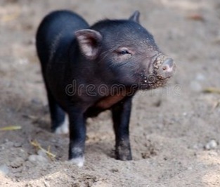 猪价大预测】10月1日~10月3日！全国猪价大预测！