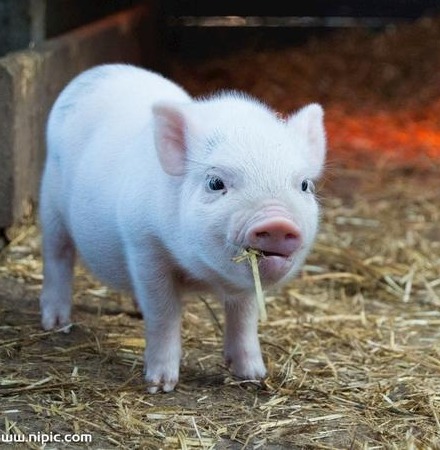 一夜大变，猪价上涨“昙花一现”？附：9月30日猪价