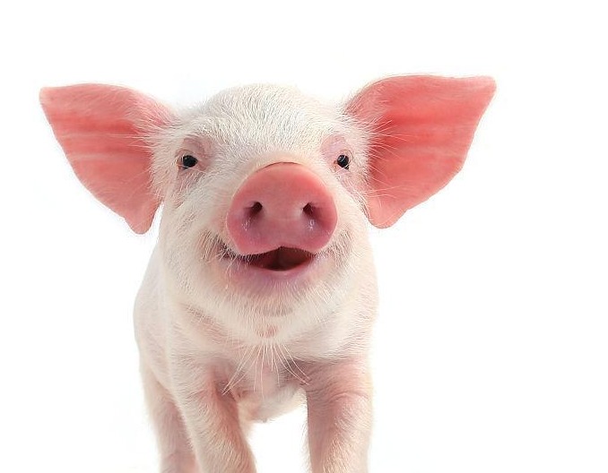 Mysteel解读：节日需求有限 猪肉价偏弱运行