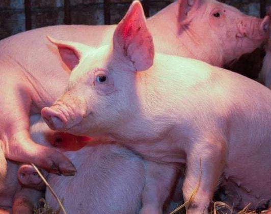 国庆节前猪价大变脸！上涨预期泡汤？附9月30日全国猪价预测