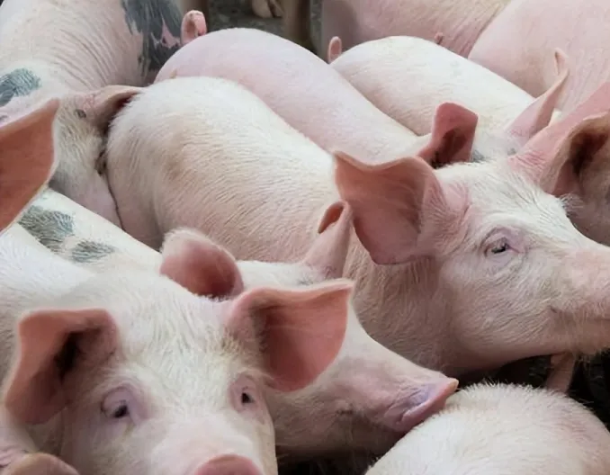 母猪难产又掏不出来小猪怎么办？靠这2种药物轻松搞定！