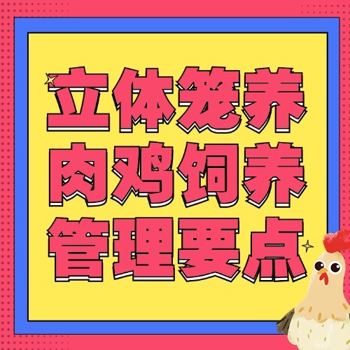立体笼养肉鸡饲养管理要点