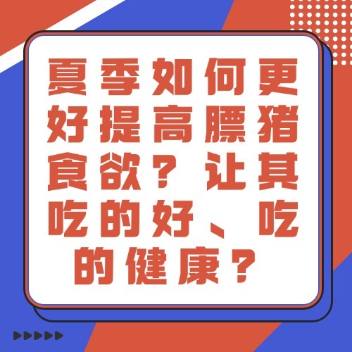 夏季如何更好提高膘猪食欲？让其吃的好、吃的健康？