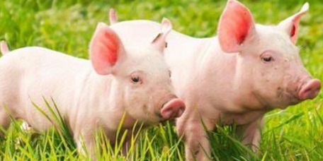 生猪市场：政策影响有限，四季度走势待察