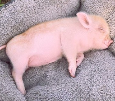 猪苗价格暴跌近5成！专家预测明年猪价，放心大胆补栏！