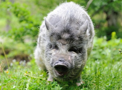 生猪市场：政策影响有限，四季度走势待察