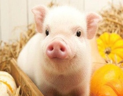 今日稳中伴涨；国庆期间猪价先跌后涨；当前市场供过于求导致猪价下跌