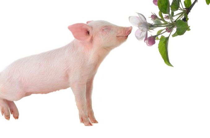 大北农：2024年9月生猪销售情况