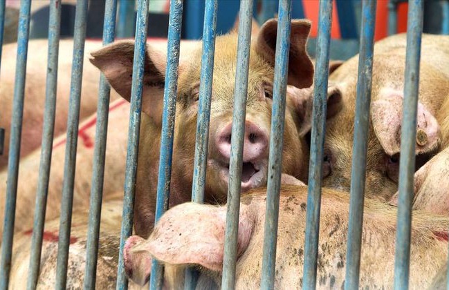 180°大变，猪价下跌“卷土重来”？附：10月9日猪价