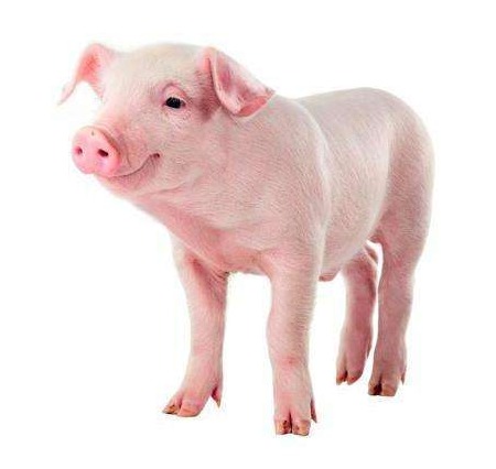 10月8日部分省份屠宰厂收购价涨跌幅（元/kg）情况