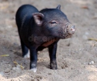 国庆节猪价回暖，四季度走势如何？