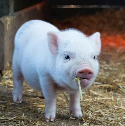 一夜上涨，节后猪价“猛抬头”？附：10月9日猪价