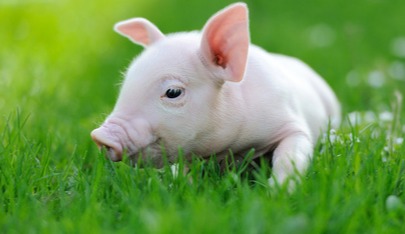 节后猪价大反攻，11-12月份“一锤定音”！猪价全面上涨？