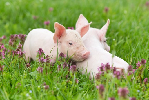 养猪污水处理系统物联网解决方案