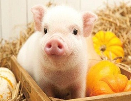 生猪：四季度供应压力大 价格波动多 关键短语：生猪价格 四季度 供应压力