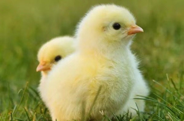 雏鸡的饲养要点