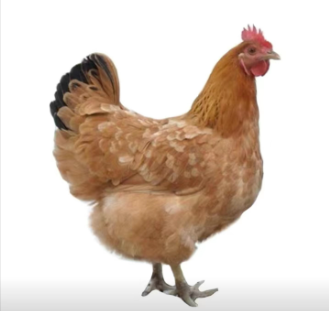 蛋鸡场选址——其他因素