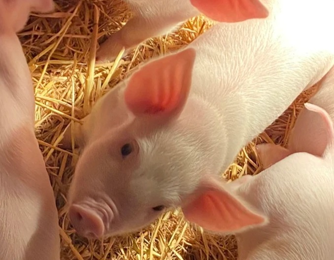 谁把握了猪舍的温度，谁就把握了猪群！