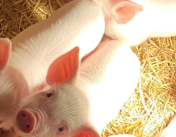 液体饲料的优缺点知多少？！