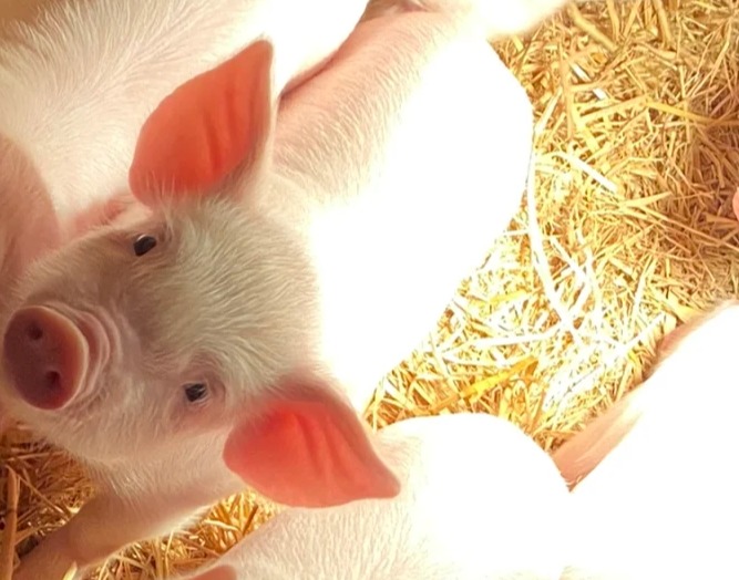 养猪场如何正确使用石灰消毒？