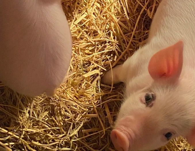 关注母猪的最后两对乳房！