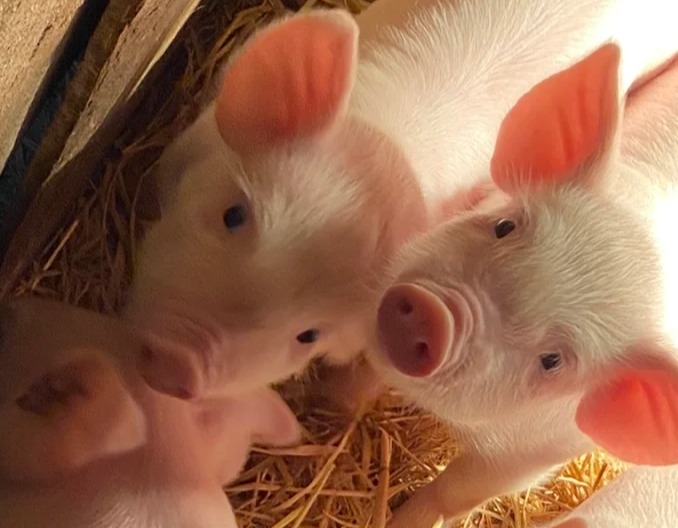 疫苗正确免疫方法，千万要记住！