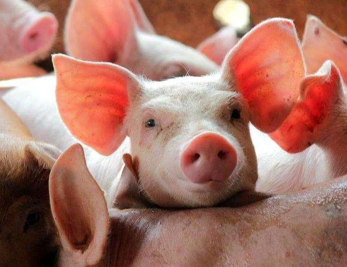 生猪养殖成本下探，猪企三季度预喜