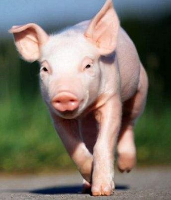 生猪：阶段性稳态