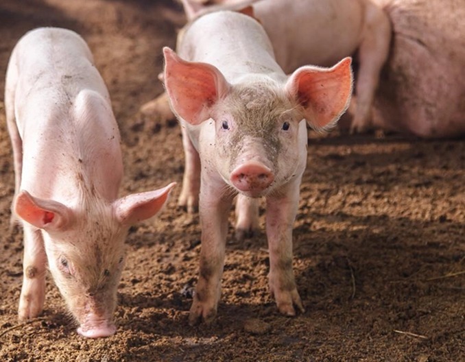 畜禽耳标管理使用中的问题及建议