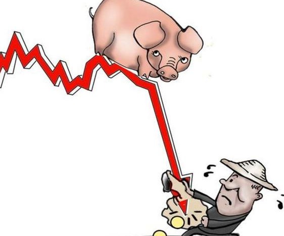 一夜“变脸”，猪价下跌“猛抬头”！附：10月12日猪价