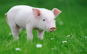 多家头部企业大幅预盈前三季 生猪养殖行业高景气度能持续多久