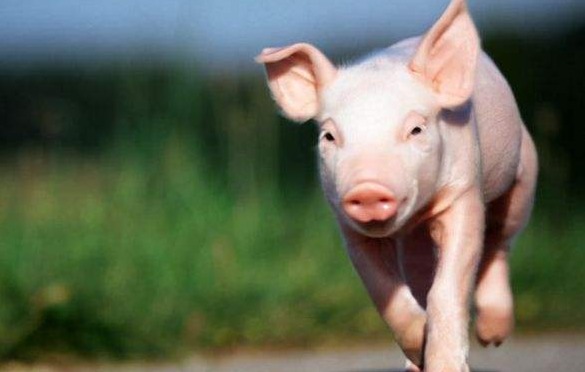 生猪期货：LH2501、LH2411持续回落