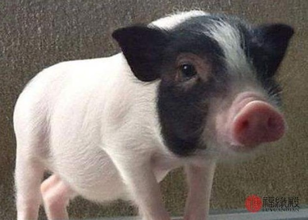 猪价还涨吗？【明天猪价】10月13日全国猪价涨跌表！