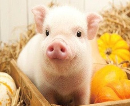 猪价7连涨，二育疯狂！猪价要猛涨重回巅峰？