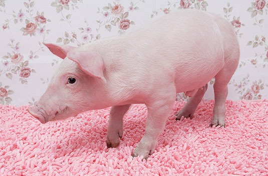 涨涨涨！猪价疯狂反弹，二育上演抢猪大战！养殖端有利好，支撑猪价上涨...