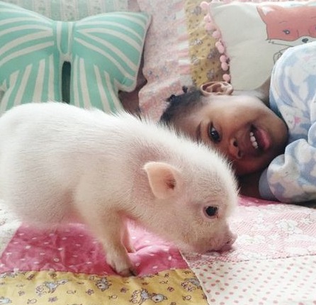 满堂红！29省全线飘红！二育火爆，“缺猪”已成定局！