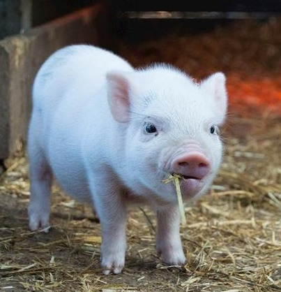 涨了，猪价上涨“高歌猛进”！急急急！某地非洲猪瘟警报拉响！