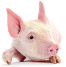 猪价2个好消息，猪价还能上涨？