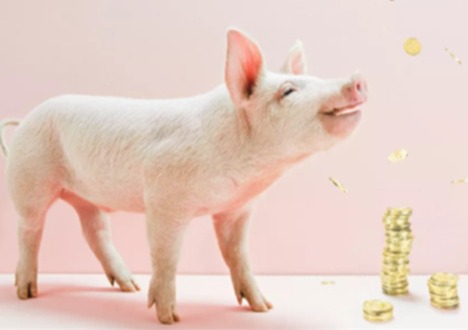 生猪：市场震荡，出栏供应增加 10 月变数多