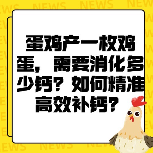 蛋鸡产一枚鸡蛋，需要消化多少钙？如何精准高效补钙？
