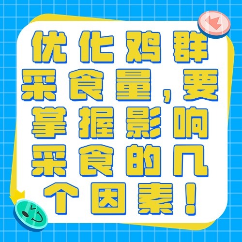 优化鸡群采食量，要掌握影响采食的几个因素！