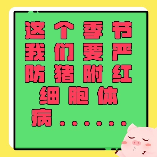 这个季节我们要严防猪附红细胞体病......