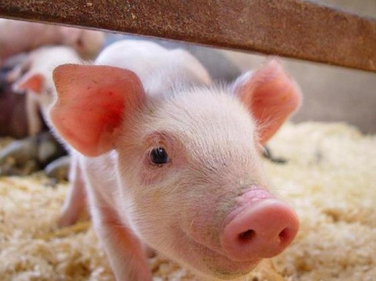 养殖股蹭蹭蹭往上涨 ，猪价却在下跌！？行业人士预计明年猪价或低于今年......