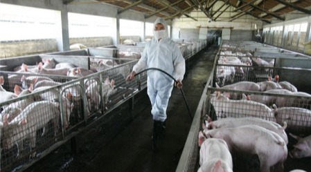 非洲猪瘟防控系列——车辆管理