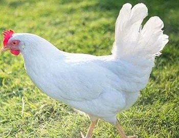 2024年10月14日全国白羽肉毛鸡价格汇总