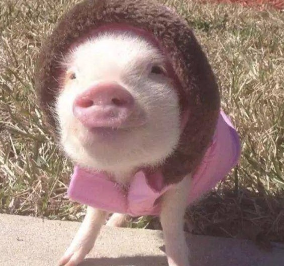 10月猪价大涨5.6%！猪价猛烈涨价要一飞冲天？