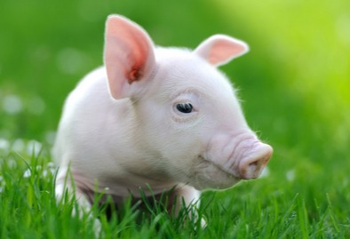 11月1日起：猪价、粮价大调整？11-12月份即将全面上涨！3个好消息！