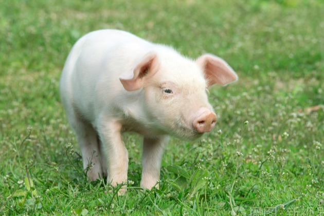 猪各种不吃一招搞定